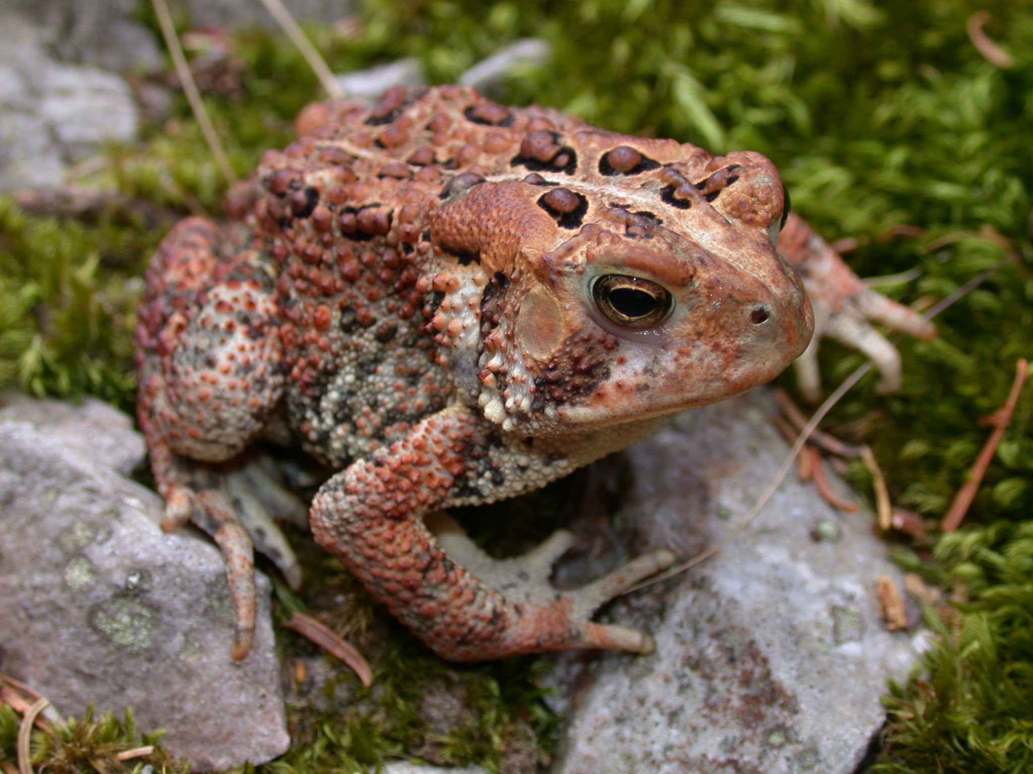 American Toad