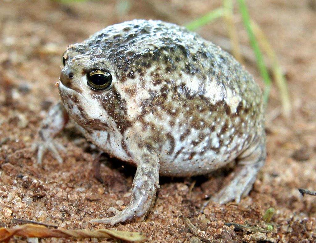 Desert Rain Frog