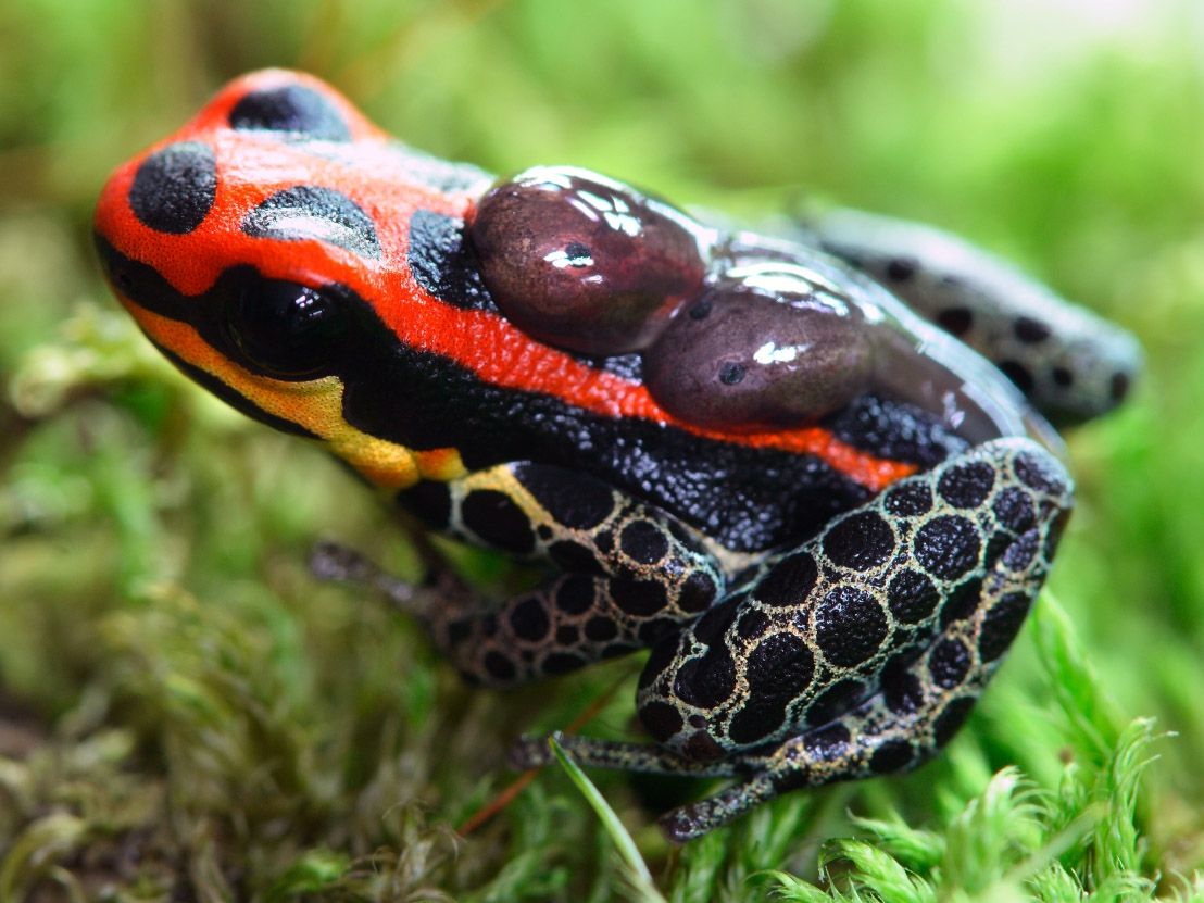 A Frog Carrying Tadpoles On Its Back