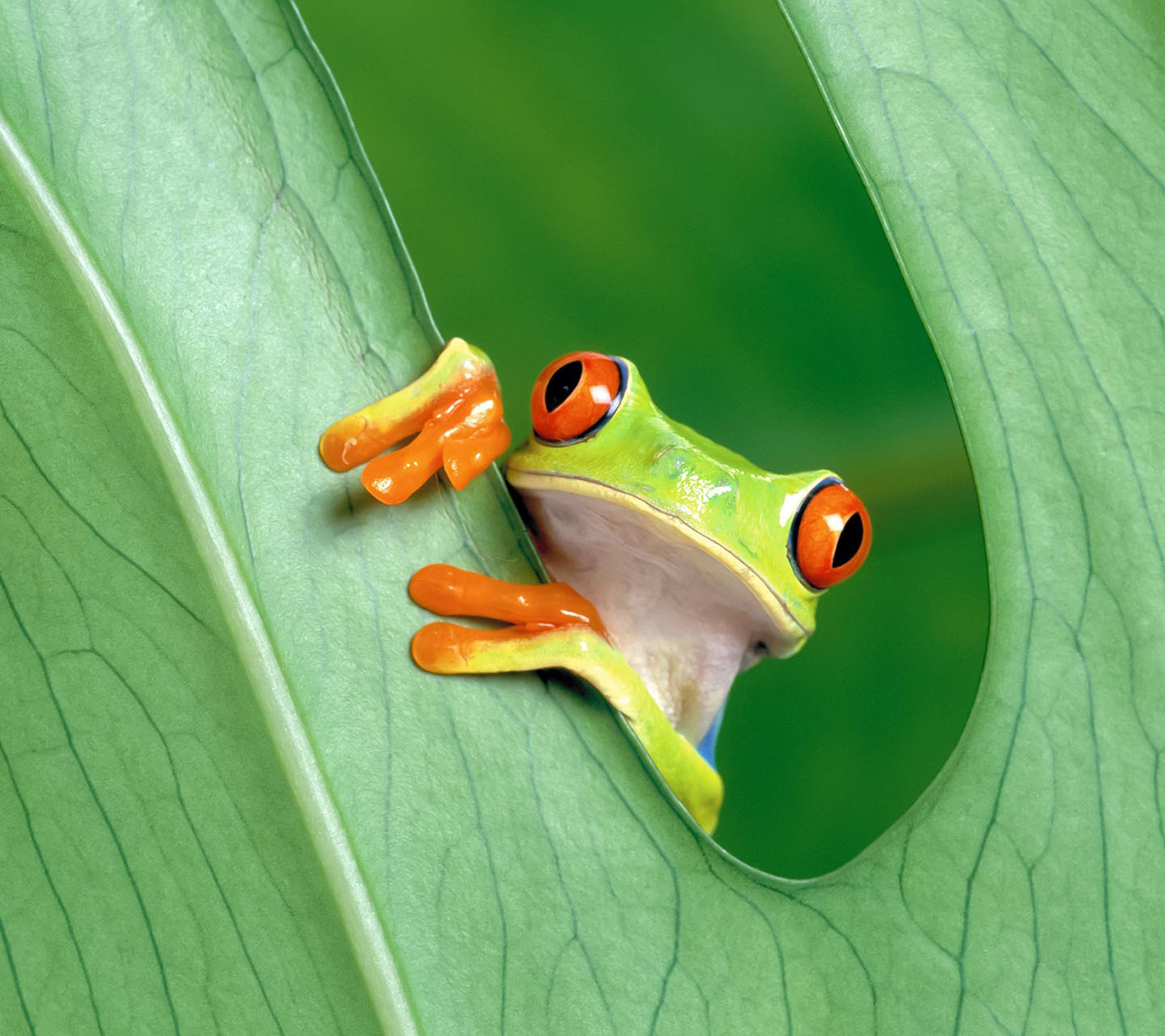A Cute Frog