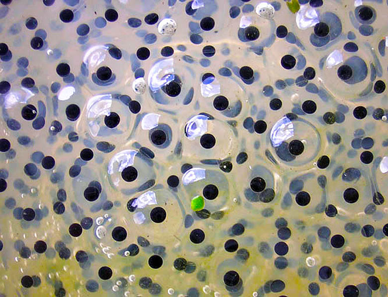 Frogspawn