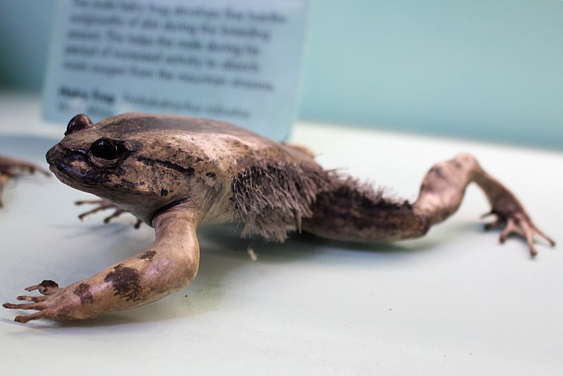 A Hairy Frog