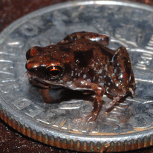 Paedophryne Amauensis