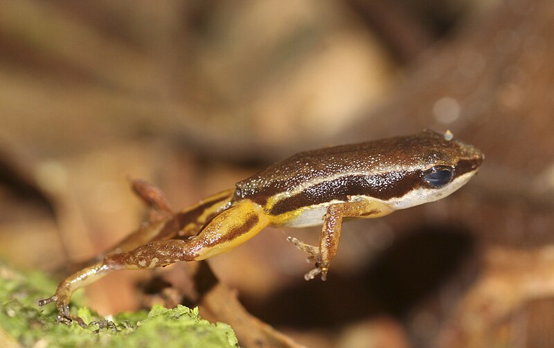 A Rainforest Rocket Frog Jumping