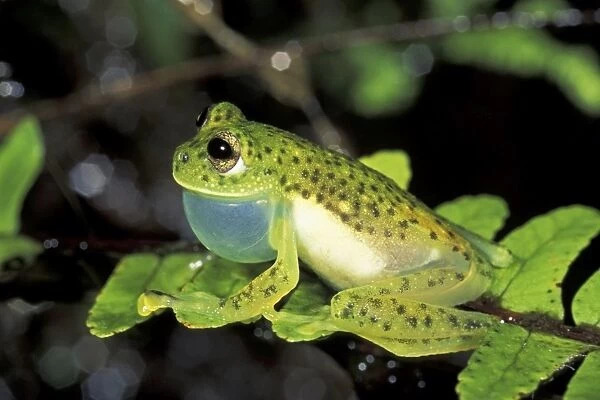 A Glass Frog with an inflated Vocal Sac